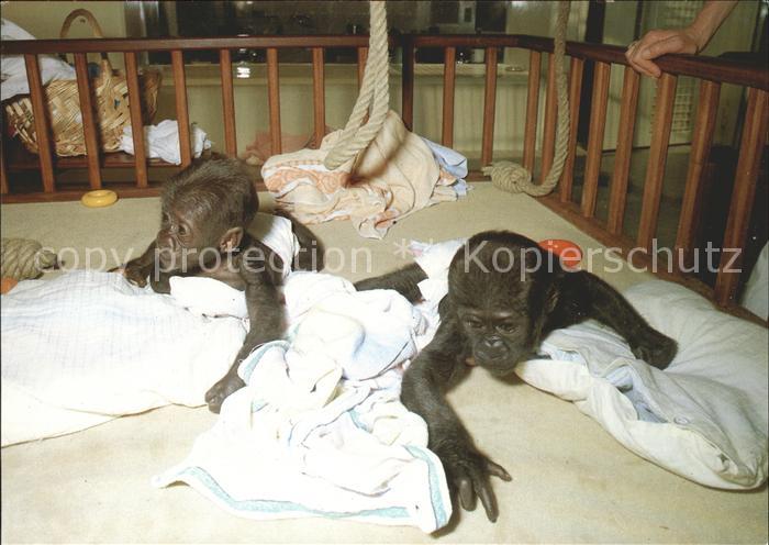 Affen Baby-Gorillas Stuttgart-Bad Cannstatt W