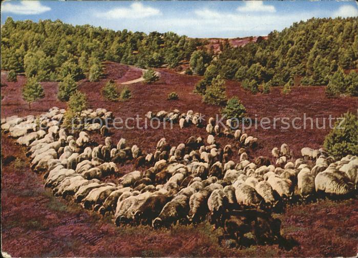 Schafe Heidschnucken Lüneburger Heide