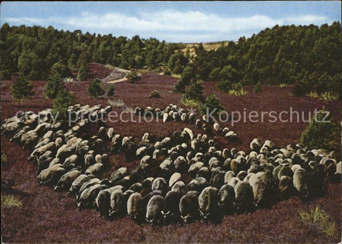 Schafe Heidschnucken Lüneburger Heide