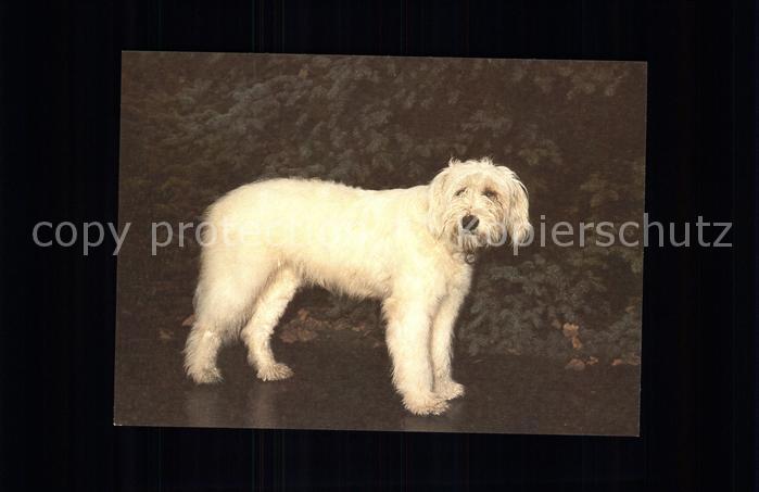 Hunde Goralenhund