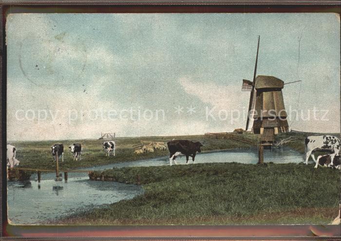 Windmuehle Kühe