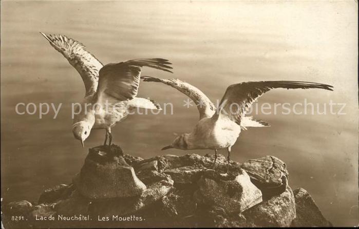 Moewen Seagulls Mouettes Gabbiani Gaviotas-- Lac de Neuchatel