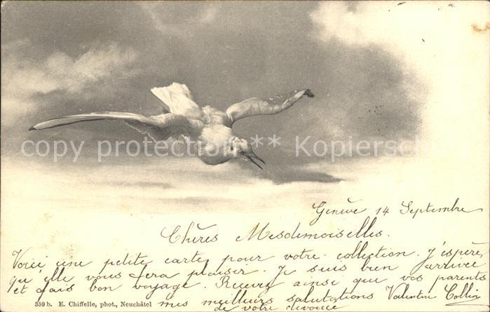Voegel