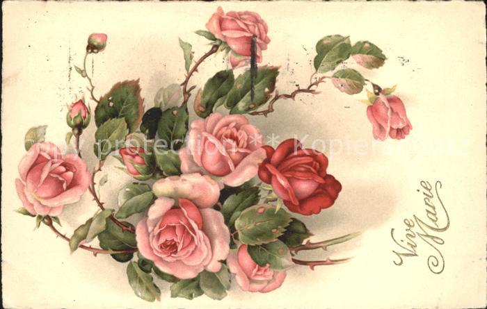 Rosen Vive Marie