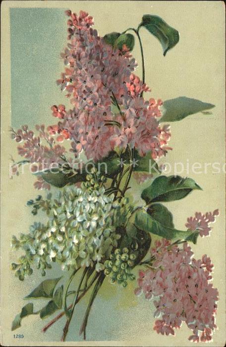 Blumen Flieder