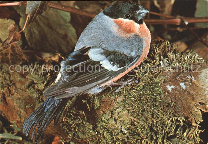 Voegel Birds Oiseaux Uccelli Pajaros-- Le Bouvreuil