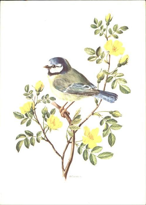 Kuenstlerkarte Vogel