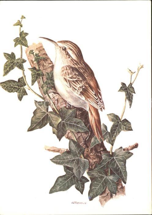 Kuenstlerkarte Zeichnung Vogel