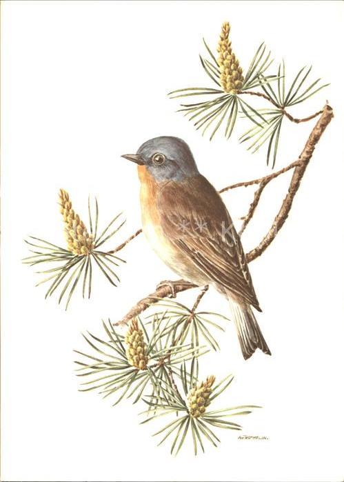 Voegel Zwergschnäpper