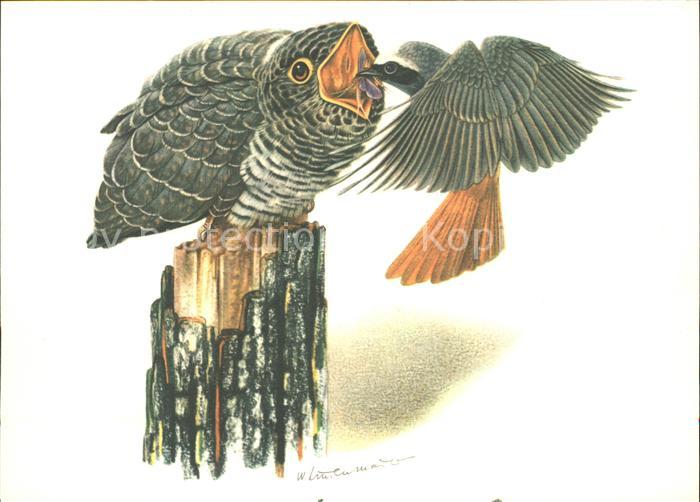 Voegel Kuckuck