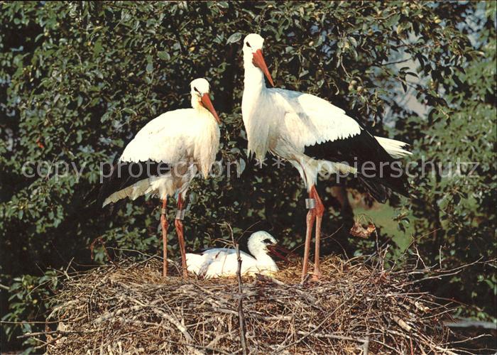 Storch Nest