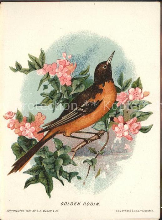 Voegel Golden Robin Geschichte