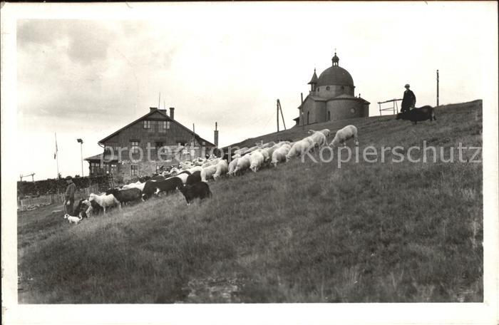 Tschechische Republik Moravskoslezske Beskydy Schafe