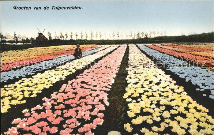 Windmuehle Tulpenfeld Groeten van de Tulpenvelden