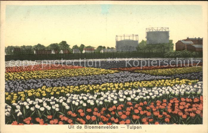 Blumen Tulpenfeld