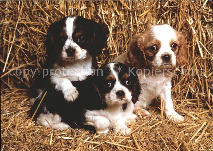 Hunde Cavalier Charles Spaniels