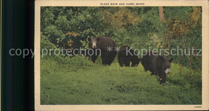 Baeren Maine Black Bears