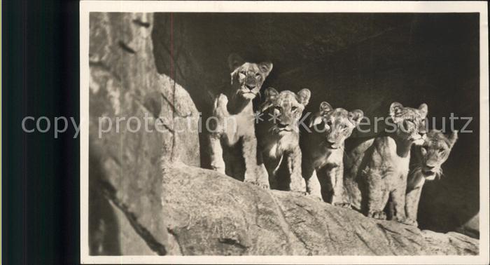 Zoo Löwen Carl Hagenbecks Tierpark Stelling