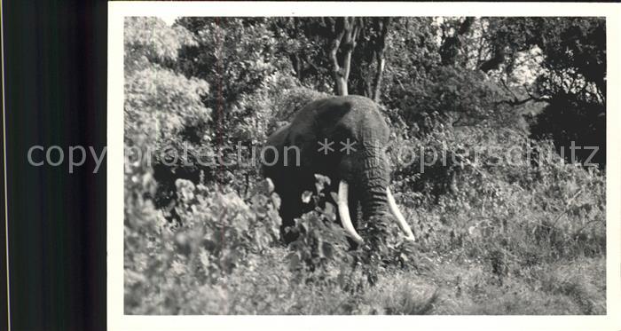 Elefant