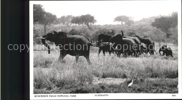 Nationalpark Murchison Falls National Park Elefanten