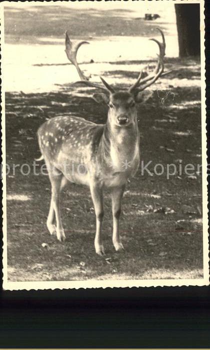 Hirsch