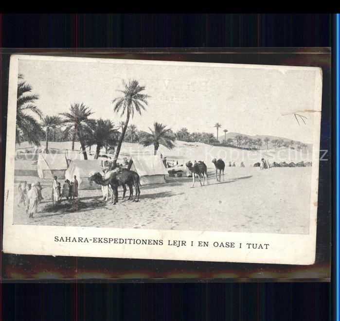 Kamel  Camel Chameau Sahara Ekspeditionens