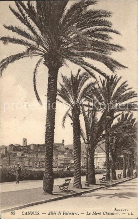 Cannes Alpes-Maritimes Allee de Palmiers Mont Chevalier