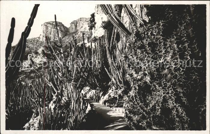 Kakteen Monaco Jardins Exotiques Euphorbes et C