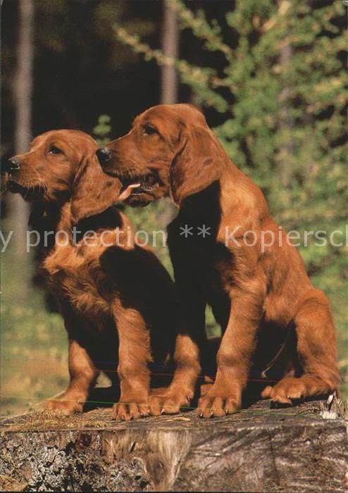 Hunde