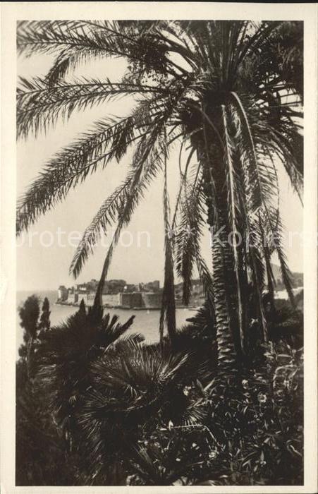 Dubrovnik Ragusa Palmen Festung