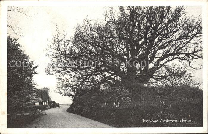 Svendborg Taasinge Ambrosius Egen Alter Baum