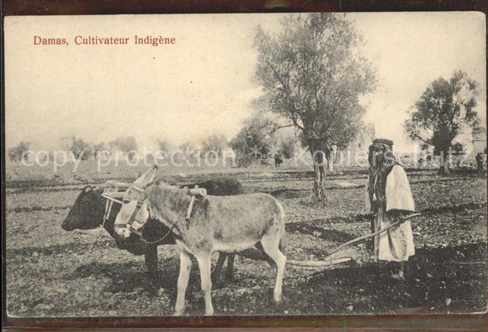 Damas Damaskus Syria Cultivateur Indigene Bauer Esel Ochse P