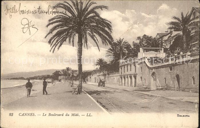 Cannes Alpes-Maritimes Boulevard du Midi Palmier