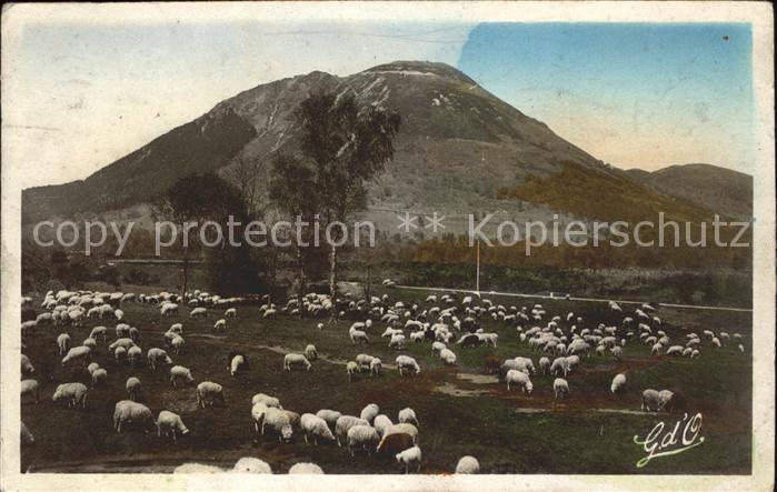 Le Puy de Dome Schafherde