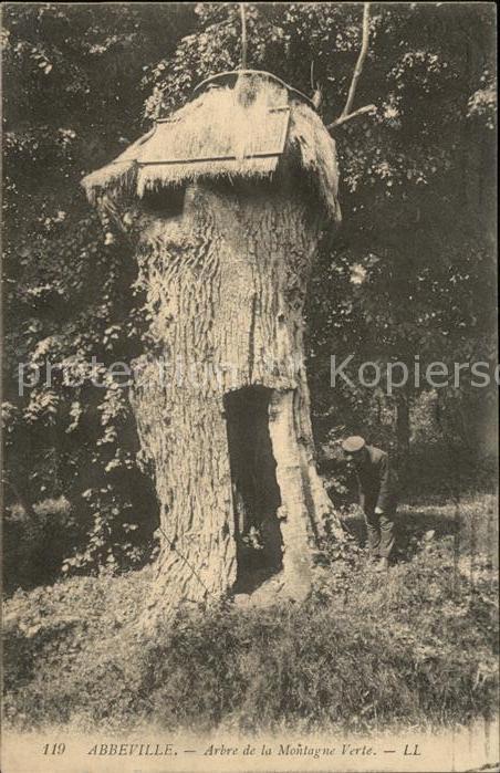 Abbeville 80 Somme Arbre de la Montagne Verte