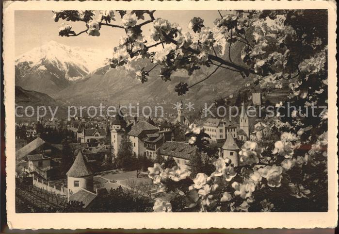 Merano Meran Panorama mit Alpen Baumbluete