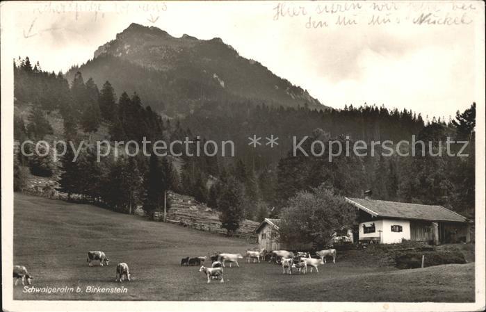 Birkenstein Schwaigeralm Kuehe