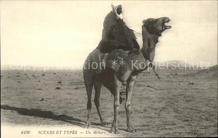 Kamel Camel Chameau Typen Mehari