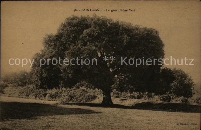 Baeume Trees Saint-Cast le gros Chene Vert