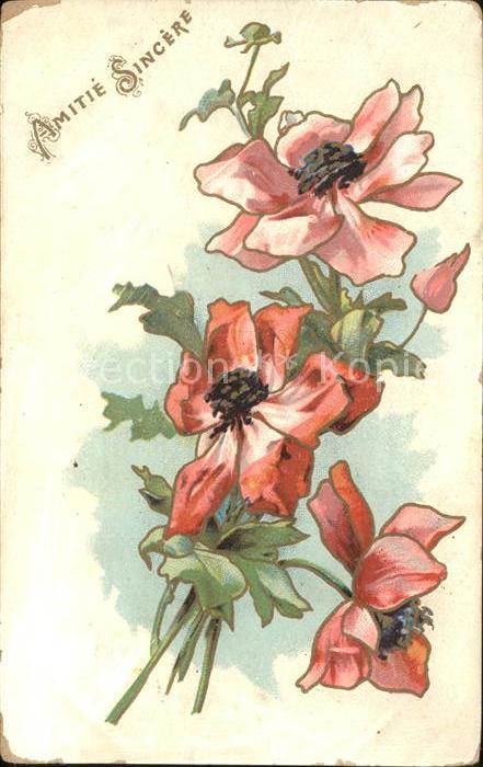 Blumen Amitie Sincere