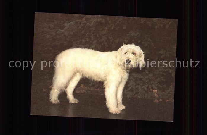 Hunde Goralenhund
