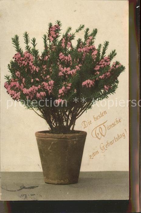 Geburtstag Glueckwunsch Pflanze Blumen