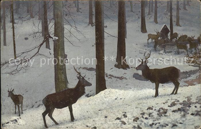 Verlag Photochromie Nr. 2382 Hirsche