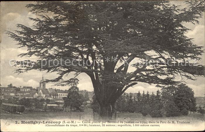 Montigny-Lencoup Cedre plante par Bernard de Jussieu en