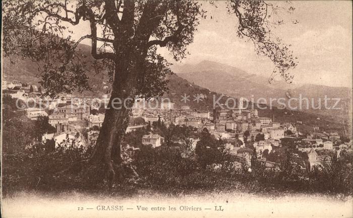 Grasse Alpes Maritimes Vue entre les Oliviers