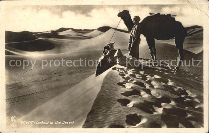 Kamel  Camel Chameau Egypt Desert Ägypten Wüste