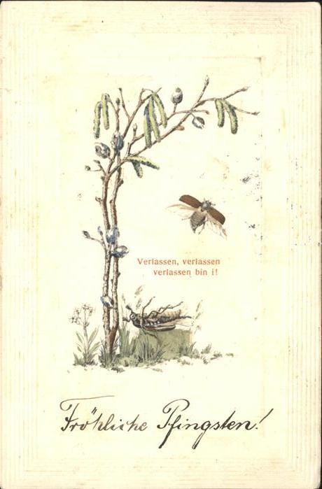 Pfingsten Pentecost Pentecote Kaefer Weidenkaetzchen