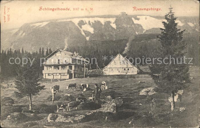 Schlingelbaude im Riesengebirge Viehweide Kühe