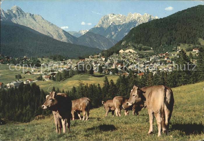 Seefeld Tirol Panorama Rinderherde