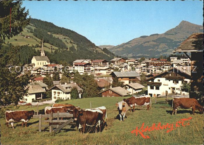 Kirchberg Tirol Blick gegen Kitzbuehler Horn Kuehe Viehweide Luftkurort